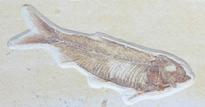Detailed, Knightia Fossil Fish - Wyoming #57155